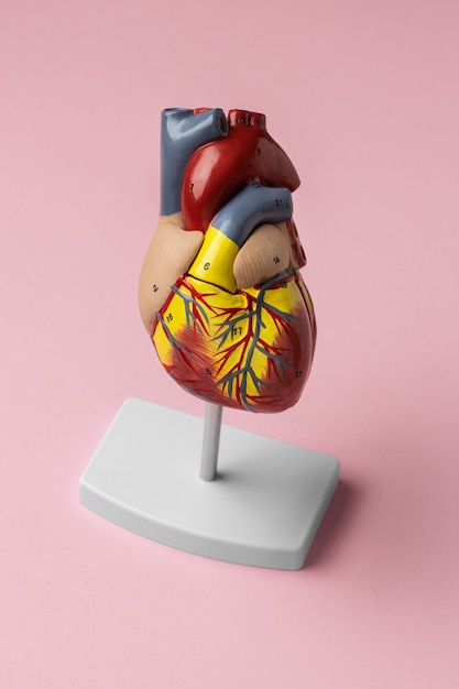 View of anatomic heart model for educational purpose