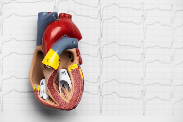 View of anatomic heart model for educational purpose