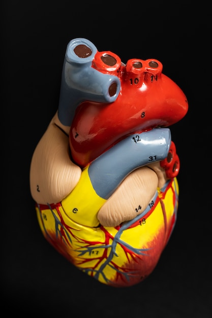 Free Photo view of anatomic heart model for educational purpose