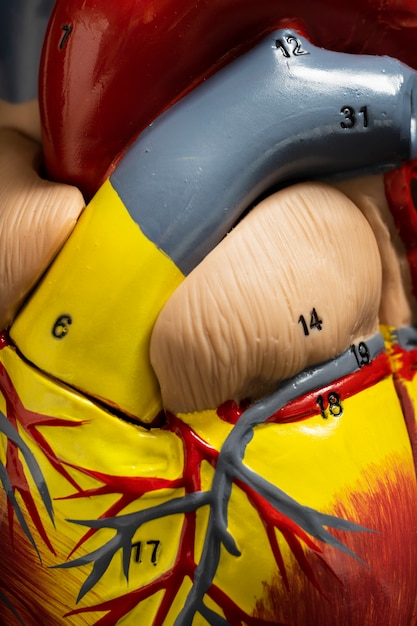 Free Photo view of anatomic heart model for educational purpose