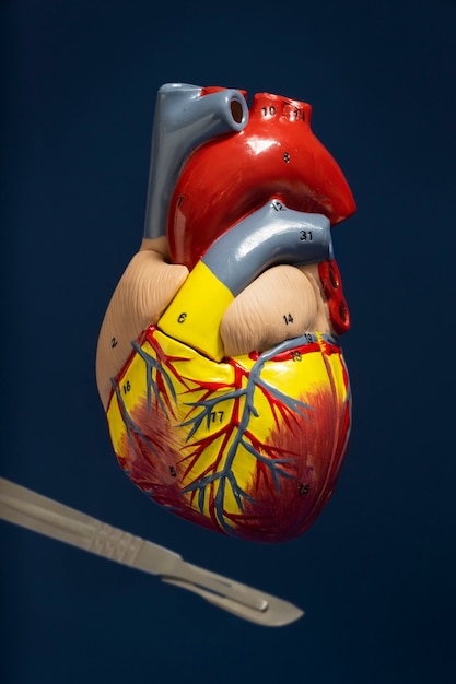 View of anatomic heart model for educational purpose