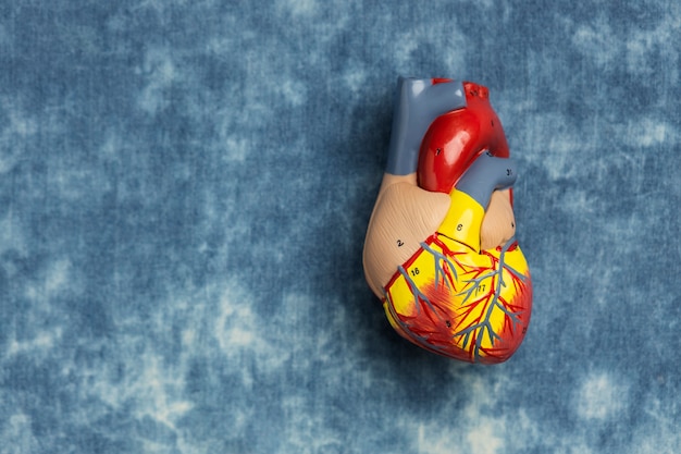 Free photo view of anatomic heart model for educational purpose