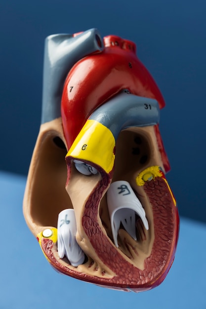 View of anatomic heart model for educational purpose