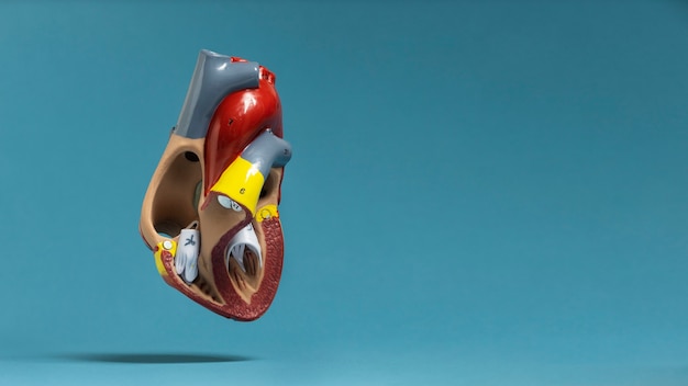 Free Photo view of anatomical human heart model