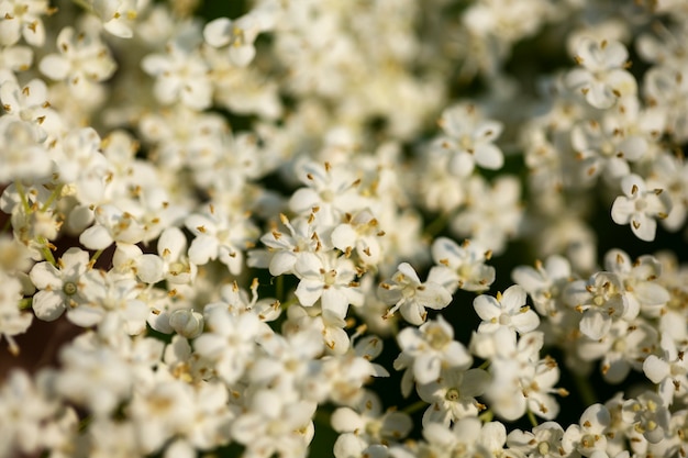 View of beautiful blurred flowers