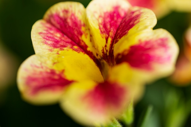 Free Photo view of beautiful blurred flowers