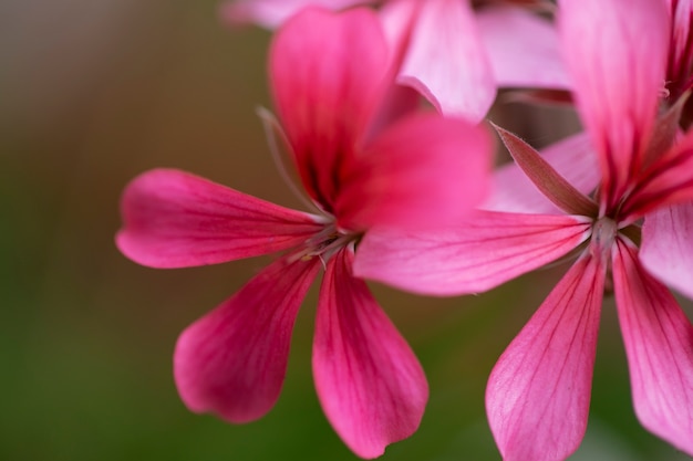 Free Photo view of beautiful blurred flowers