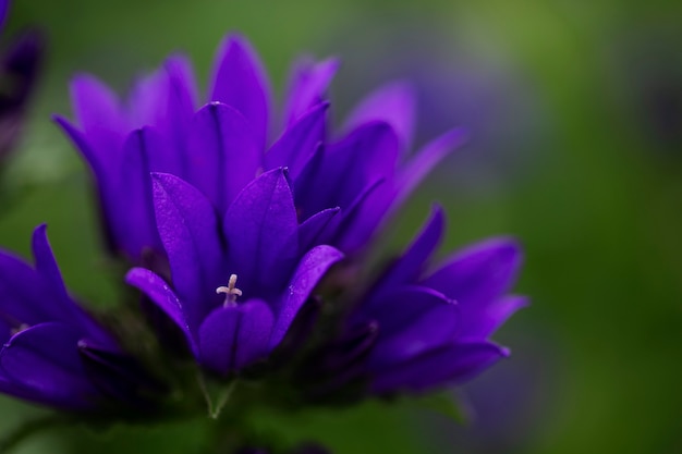 View of beautiful blurred flowers