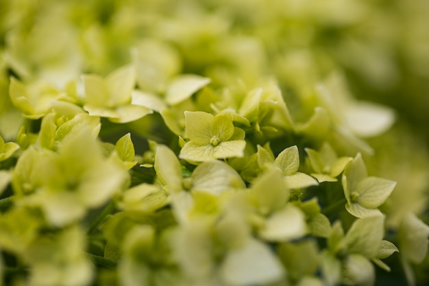 View of beautiful blurred flowers