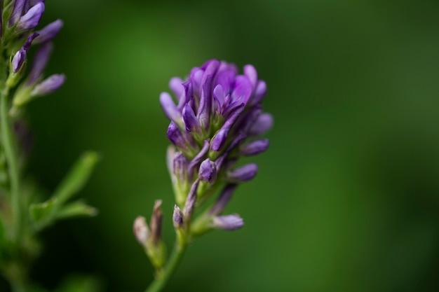 View of beautiful blurred flowers