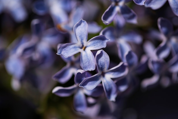 View of beautiful blurred flowers