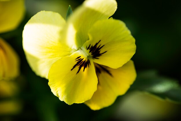 View of beautiful blurred flowers