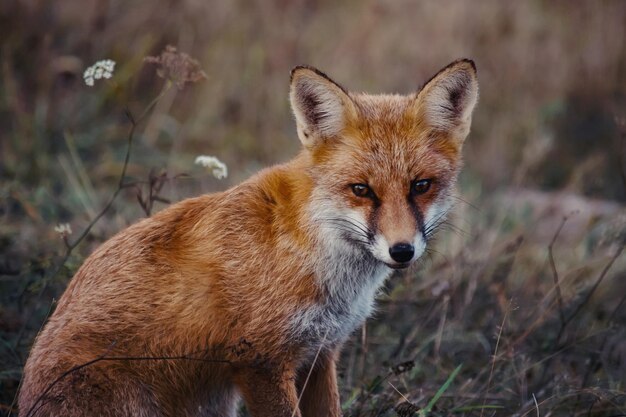 View of a beautiful furry fox in the forest