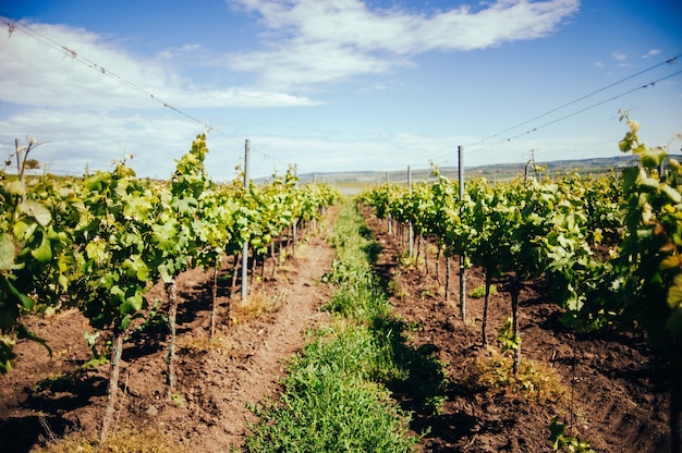 View of the beautiful green vineyard in the south Moravia region during daylight