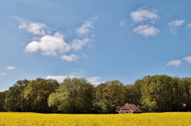 Free Photo view of a beautiful house in a field covered in flowers and trees in the netherlands