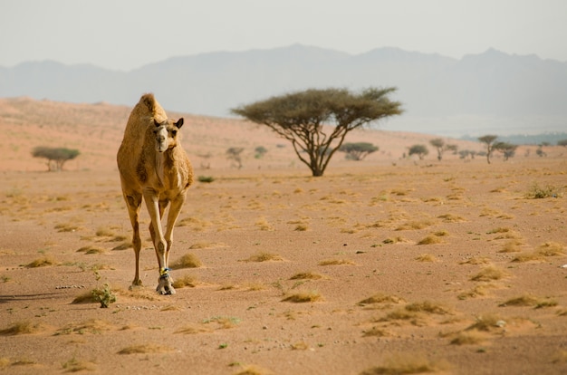 view of a camel calmly roaming in the desert