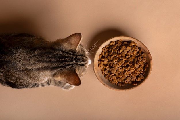 Free photo view of cat eating food from a bowl