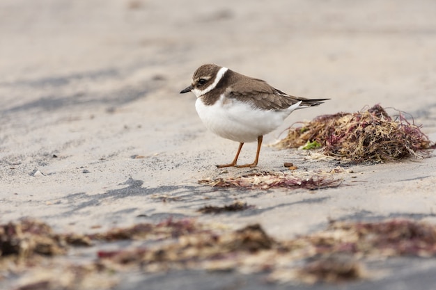 Free photo view of common ringed plover resting on the beach sand with red algae