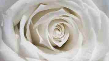 Free photo view of delicate white rose close-up