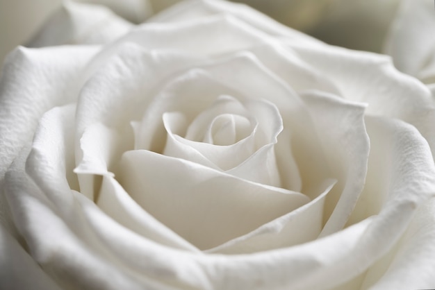 Free photo view of delicate white rose close-up