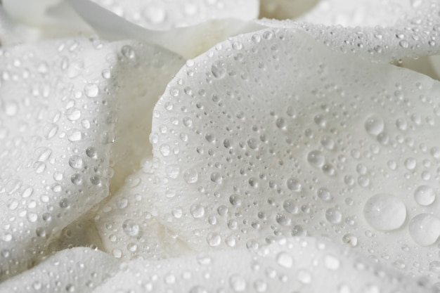 Free photo view of delicate white rose flowers close-up