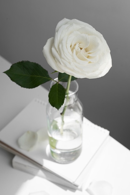 Free photo view of delicate white rose in vase