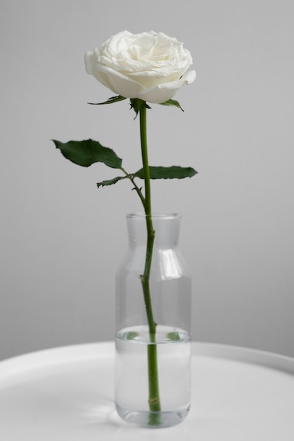 Free photo view of delicate white rose in vase