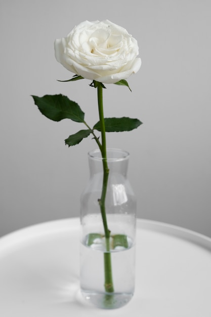 Free photo view of delicate white rose in vase