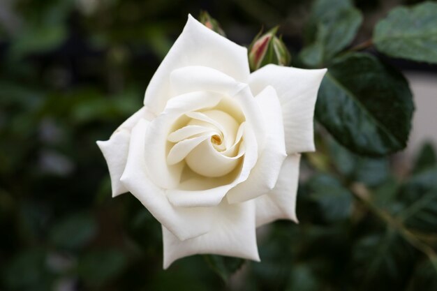 View of delicate white rose