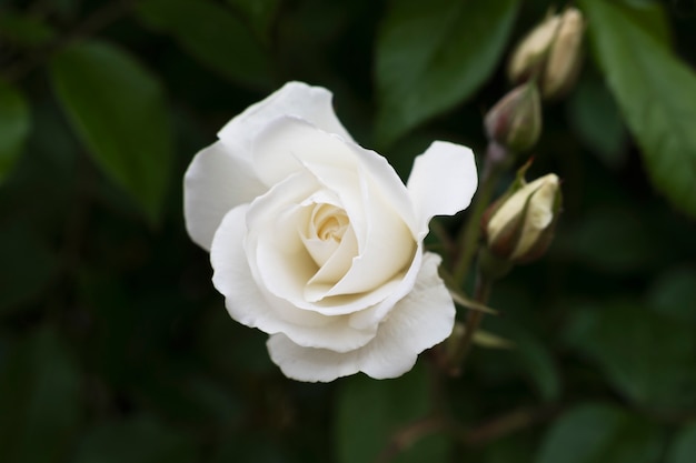 View of delicate white rose