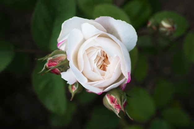 Free photo view of delicate white rose