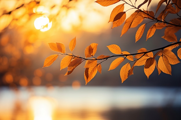 View of dry autumn leaves