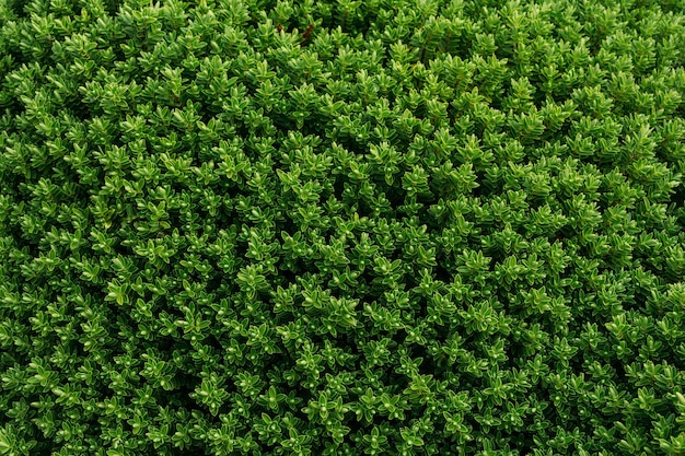 View of evergreen boxwood shrubs