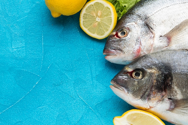 Above view fish on blue background