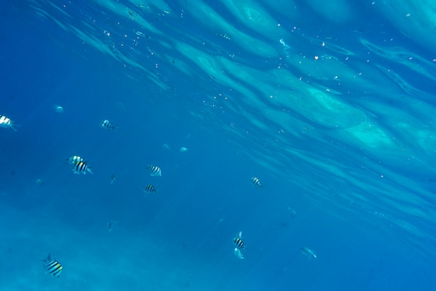 View of fish swimming underwater