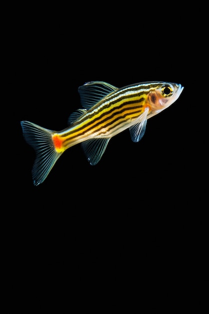 Free Photo view of fish with simple background