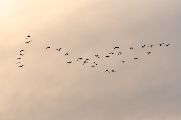 Free Photo view of a flock of birds flying into a beautiful sky during sunset