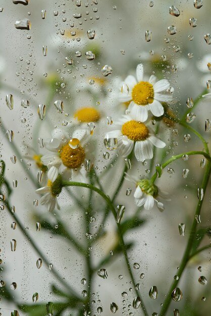 View of flowers behind glass with water drops