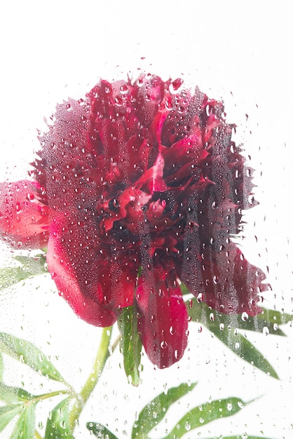 View of flowers behind transparent glass with water drops