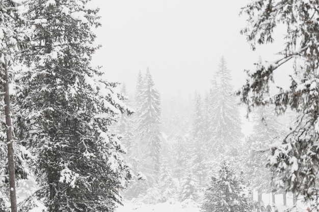 Free photo view to forest covered with snow