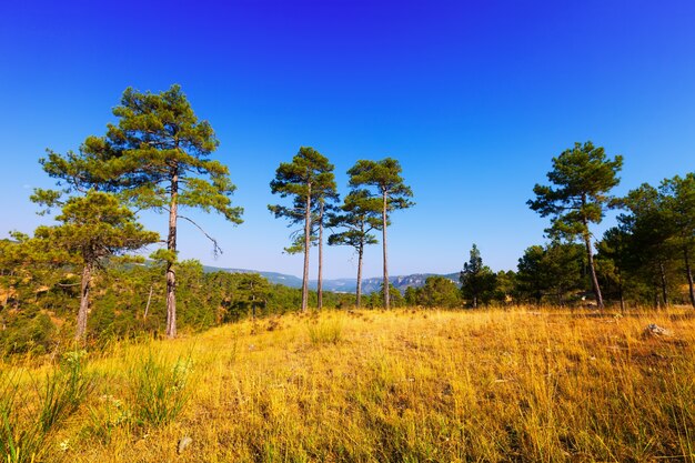 View of forest mountains landscape