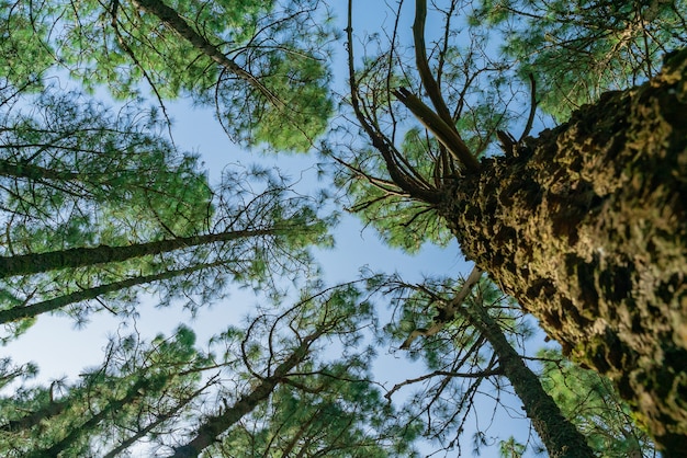 View from the bottom on tree tops.