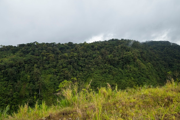 Free Photo view of green costa rican rainforest