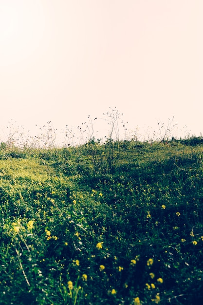 Free photo view of green landscape against sky