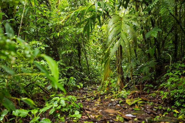 Free photo view of green lush rainforest in costa rica