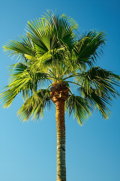 View of green palm tree species with beautiful foliage