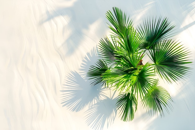 Free photo view of green palm tree species with beautiful foliage