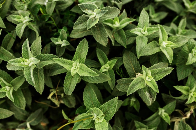 Above view green plants