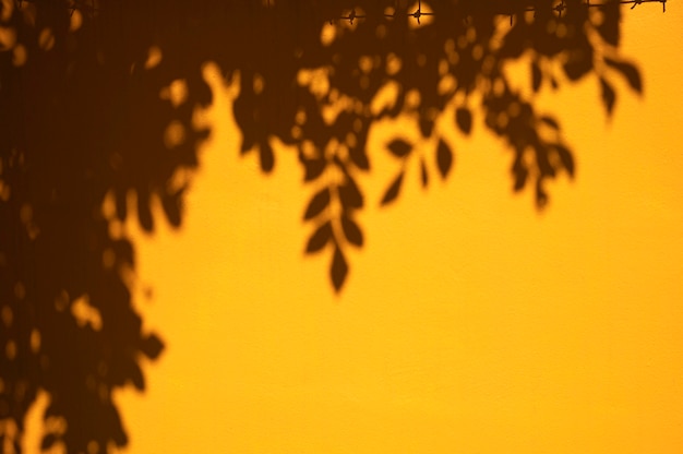 View of leaves with daylight shadows