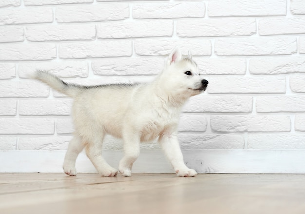 View of little puppy husky dog, with blue eyes, playing  and running, going away. Siberian dog with carried furry, posing against white brick. Funny pet.